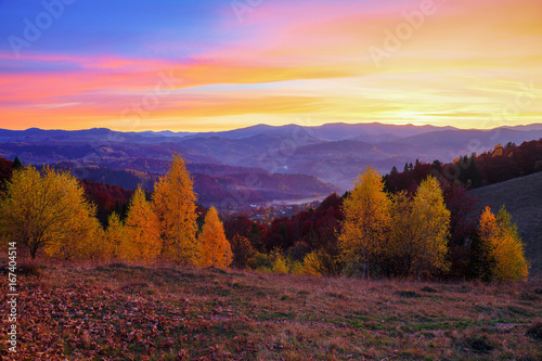 Young birch trees with yellow leaves surrounded by the mountains.