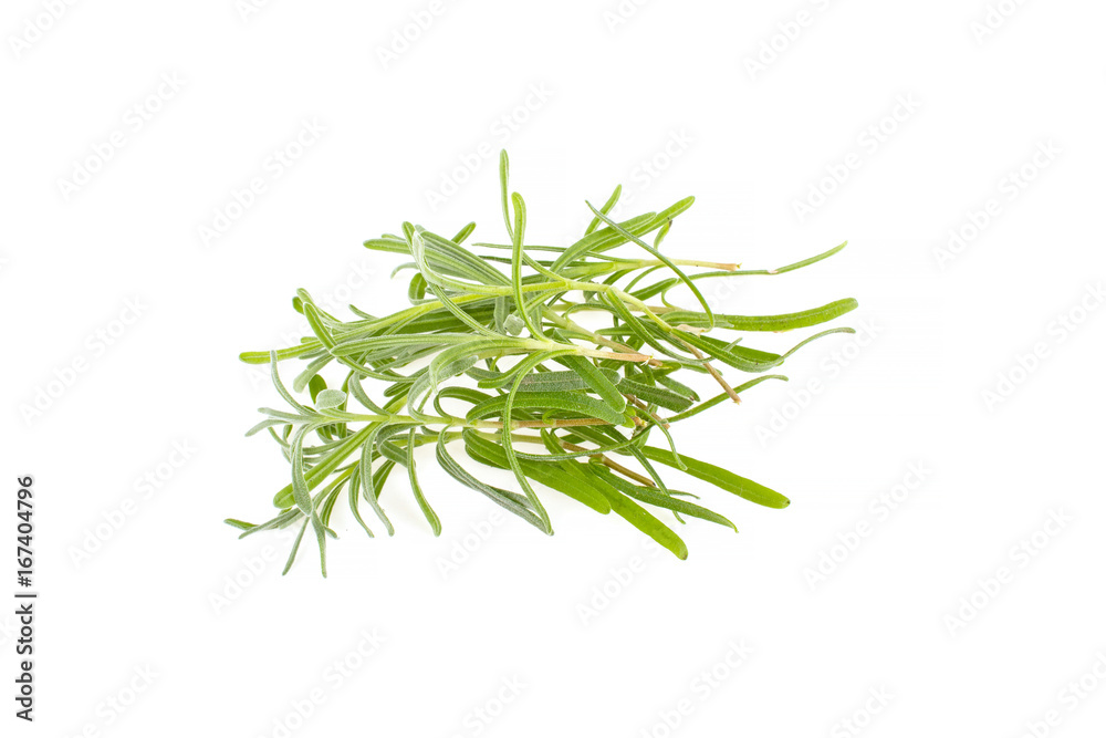 Rosemary on white background
