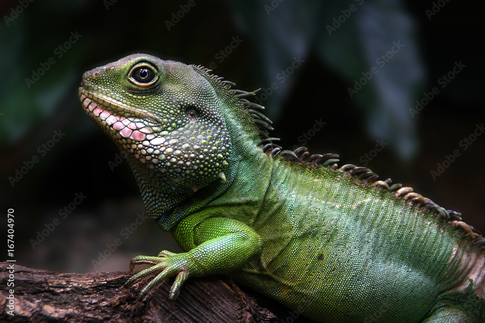 Fototapeta premium Portrait of a baby iguana on the forest
