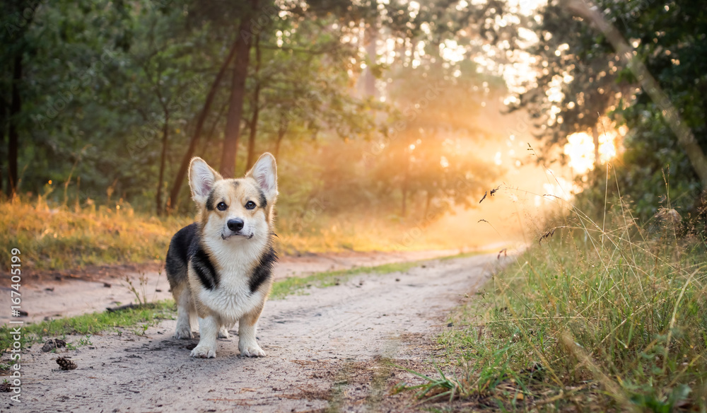 Morning. Fog. Dog breed Welsh corgi pembroke for a walk in the beautiful forest. Morning. Fog. Dog breed Welsh corgi pembroke for a walk in the beautiful forest.