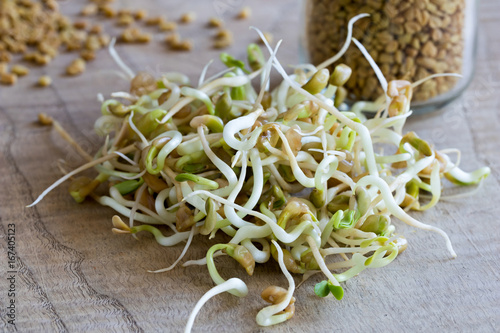 Sprouted fenugreek, with dry fenugreek seeds in the background
