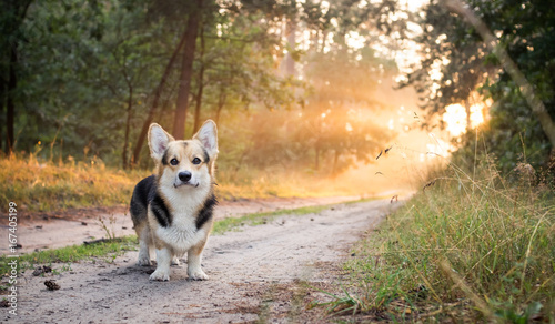 Morning. Fog. Dog breed Welsh corgi pembroke for a walk in the beautiful forest.
