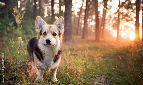 Morning. Fog. Dog breed Welsh corgi pembroke for a walk in the beautiful forest.