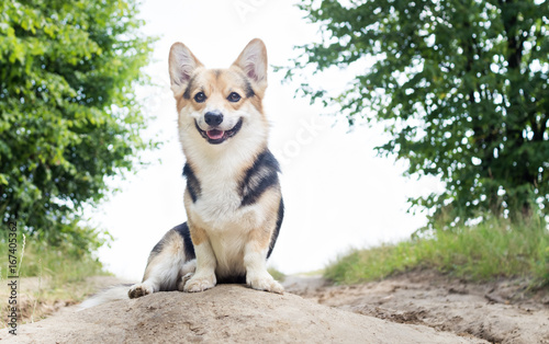 Morning. Fog. Dog breed Welsh corgi pembroke for a walk in the beautiful forest. © veronika7833