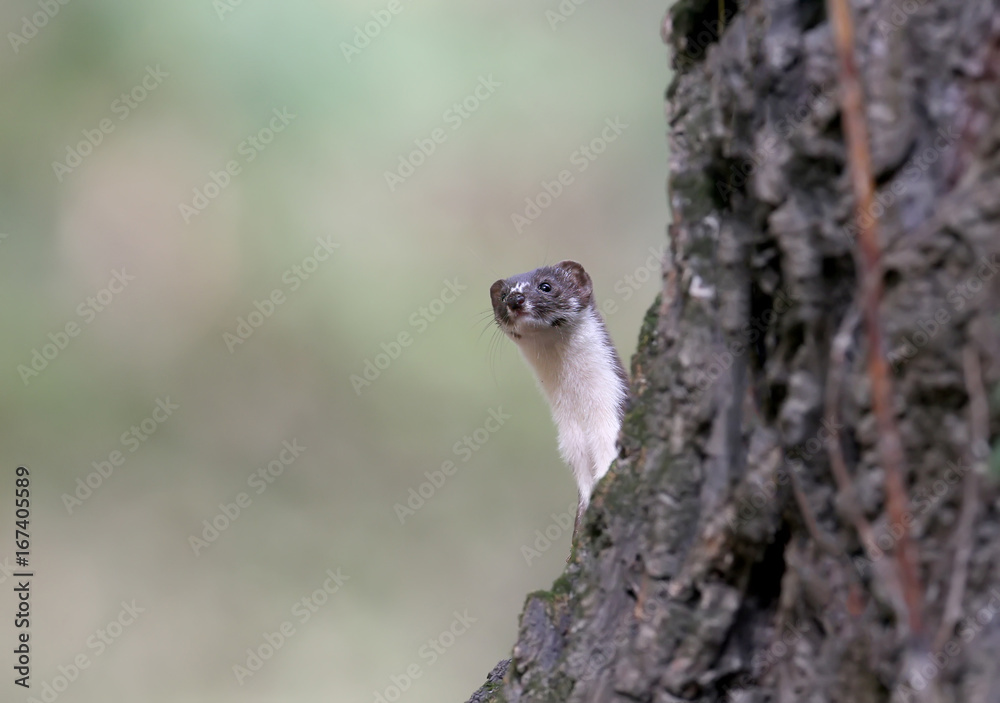 Obraz premium A marten looks from the tree