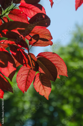 red leaves in a red leaved plum tree