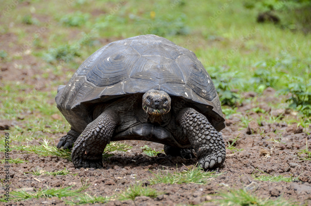 Galapagos Giant Tortoise 2 - Santa Cruz Island - Galapagos Islands - Ecuador Galapagos Giant Tortoise 2 - Santa Cruz Island - Galapagos Islands - Ecuador