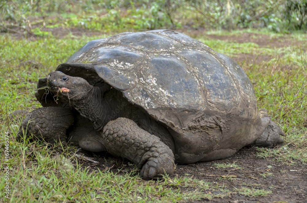 Galapagos Giant Tortoise 3 - Santa Cruz Island - Galapagos Islands - Ecuador Galapagos Giant Tortoise 3 - Santa Cruz Island - Galapagos Islands - Ecuador
