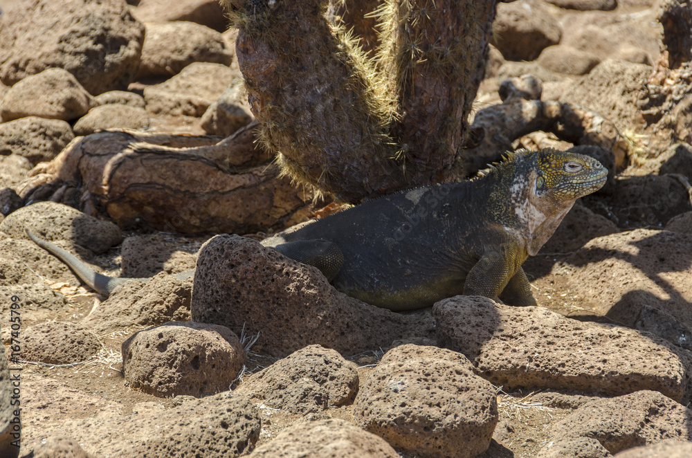 Galapagos terrestrial iguana 5 - North Seymour Island - Galapagos Islands - Ecuador