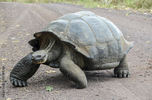 Galapagos Giant Tortoise 1 - Santa Cruz Island - Galapagos Islands - Ecuador