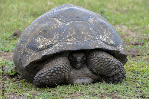 Galapagos Giant Turtle 4 - Santa Cruz Island - Galapagos Islands - Ecuador