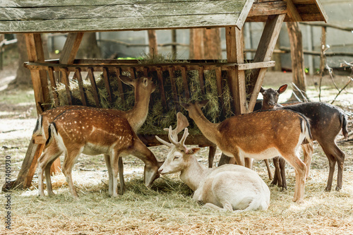 Fototapeta Naklejka Na Ścianę i Meble -  Deer eating grass.