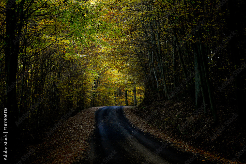 Obraz premium dunkler Herbstwald