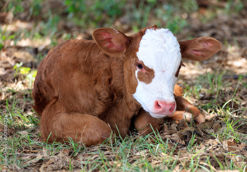 Newborn calf