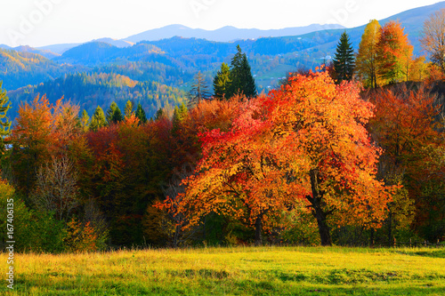 Autumn scene in the sunny day.