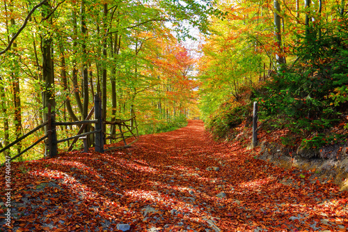The wide trail covered with fallen leaves, on the sides of which grow trees with still green and already yellow leaves that brightens autumn sun.
