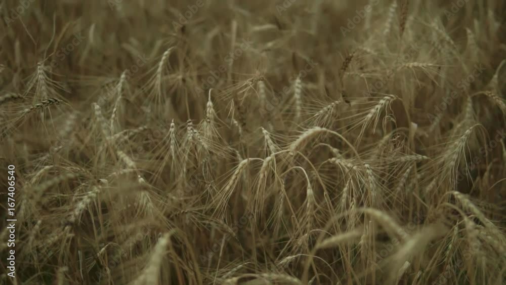 Close up view of golden wheat field. Slowmotion shot Close up view of golden wheat field. Slowmotion shot