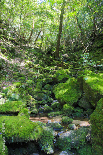Moss forest in Yakushima Island  Japan