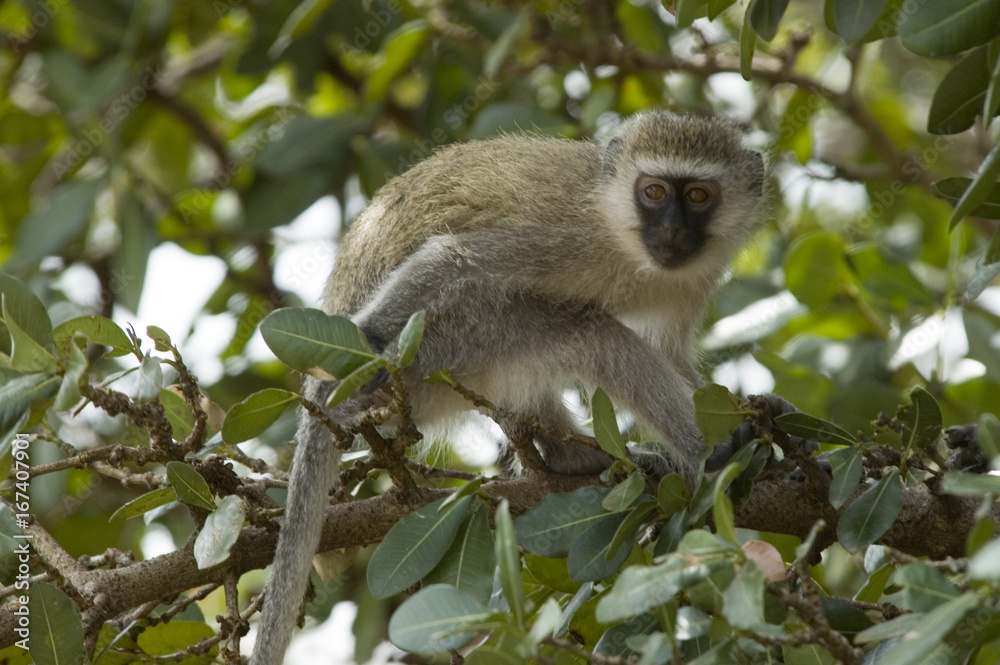 Fototapeta premium Green monkey 2 - Masai Mara National Reserve - Kenya