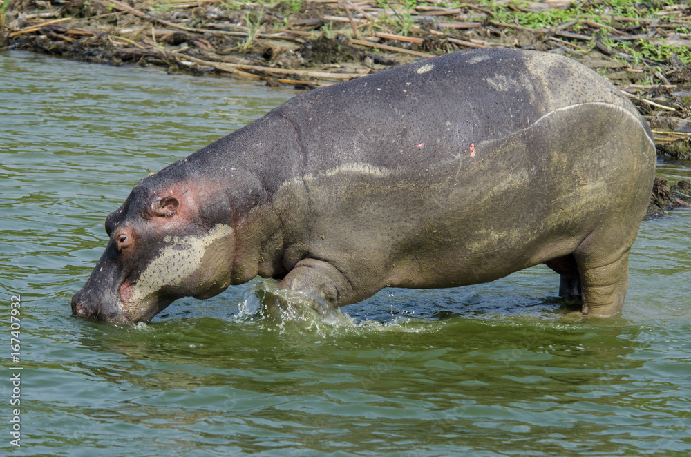 Hippo 2 - Queen Elizabeth National Park - Uganda Hippo 2 - Queen Elizabeth National Park - Uganda