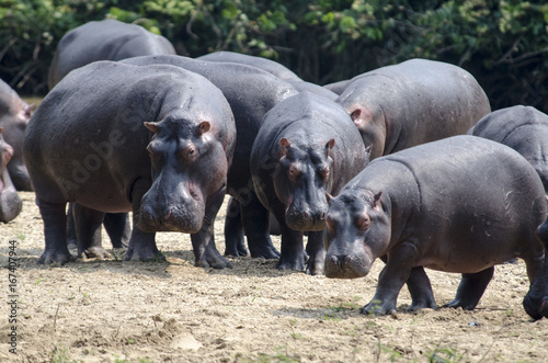 Hippos 2 - Queen Elizabeth National Park - Uganda
