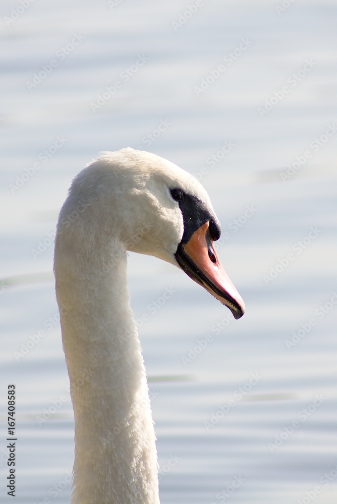 Fototapeta premium White Swan