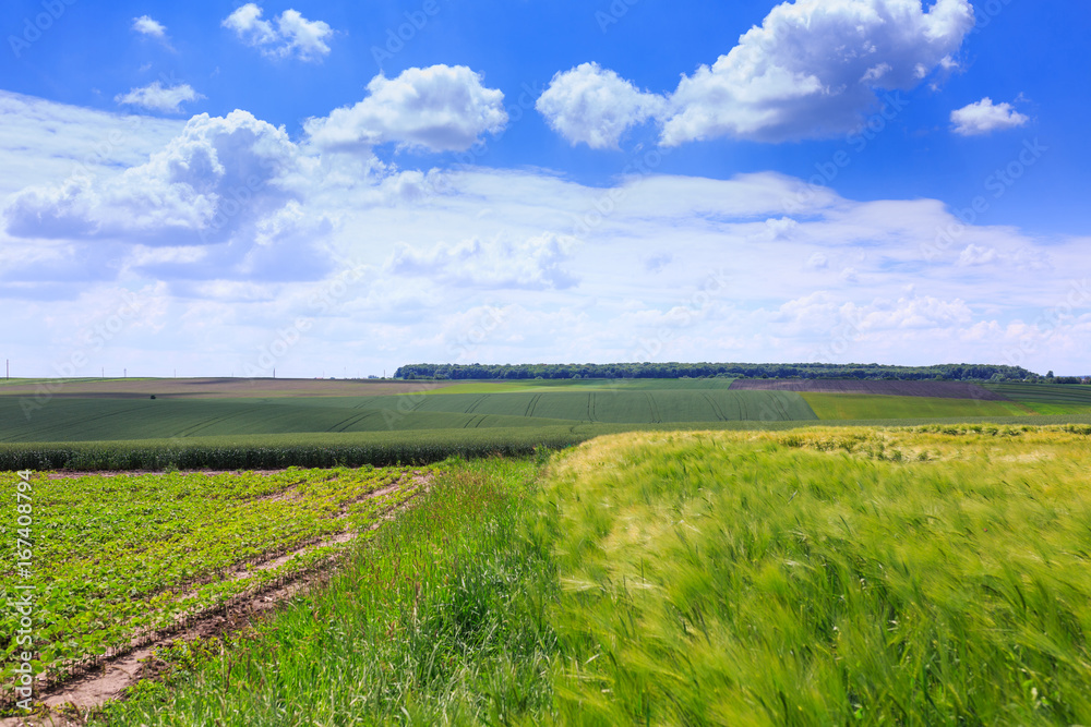 Fototapeta premium Green fields of wheat, rye, soy and corn. Blue sky with cumulus clouds. Magic summertime landscape. Concept theme: Agriculture. Nature. Climate. Ecology. Food production.