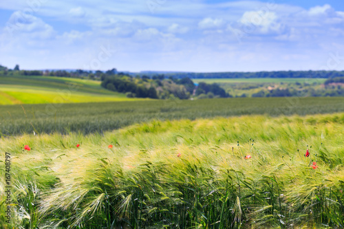 Green fields of wheat  rye  soy and corn. Blue sky with cumulus clouds. Magic summertime landscape. Concept theme  Agriculture. Nature. Climate. Ecology. Food production.