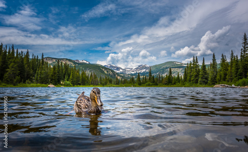 Mallard Duck at Lost Lake Colorado photo