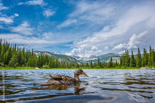 Mallard Duck at Lost Lake Colorado photo