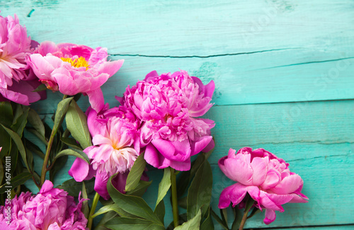 Fototapeta Naklejka Na Ścianę i Meble -  pink peonies on a turquoise background