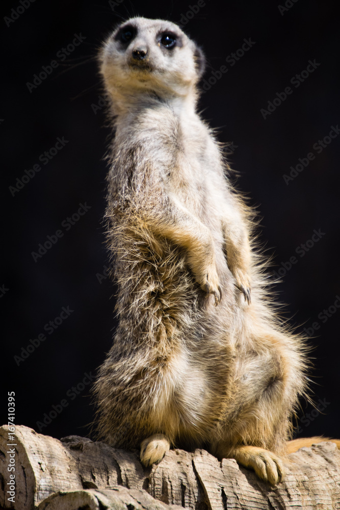 Meerkat Meerkat
