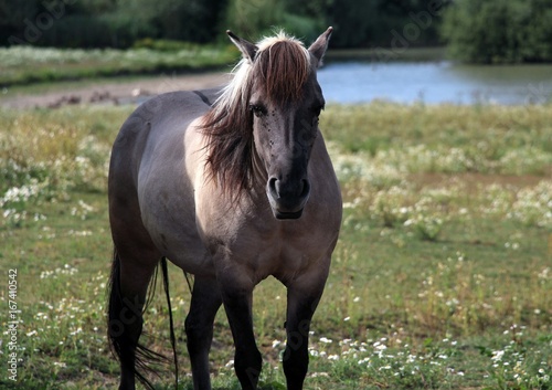 Cheval dans la prairie