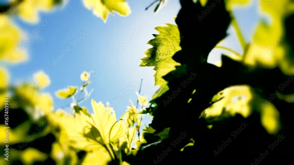 grape leaves and sun
