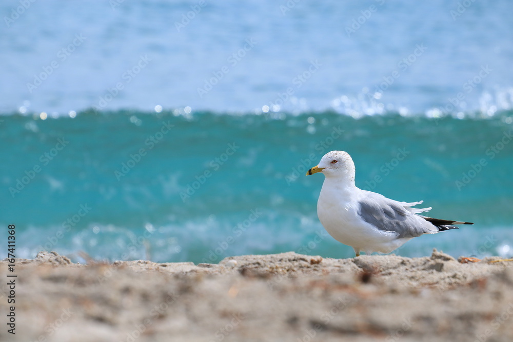 Seagull Seagull