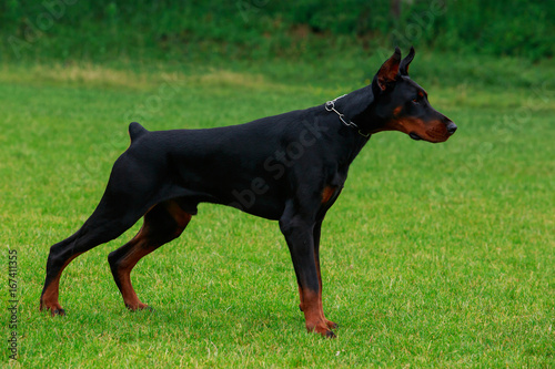 dog breed Doberman Pinscher