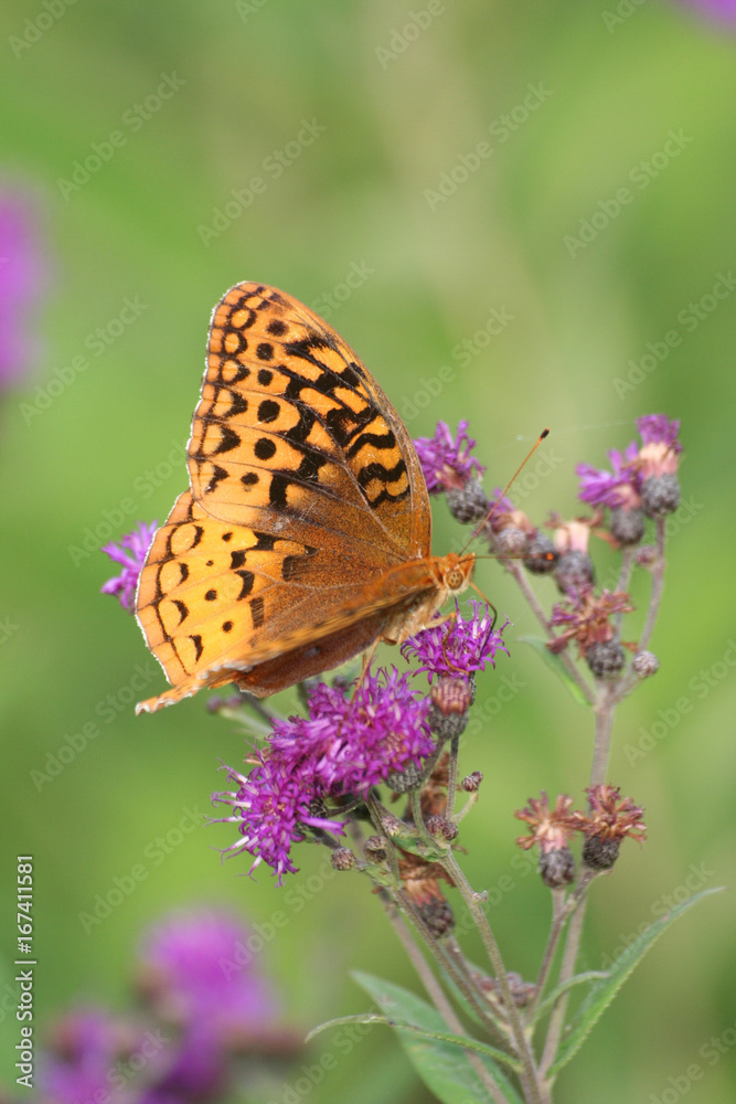 Orange and Black Butterfly on Purple Bloom Orange and Black Butterfly on Purple Bloom