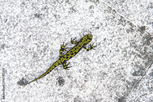 Marbled newt 