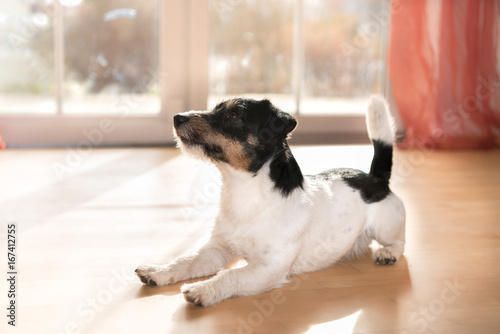 niedlicher Hund liegt gehorsam auf dem Boden - Jack Russell Terrier  photo