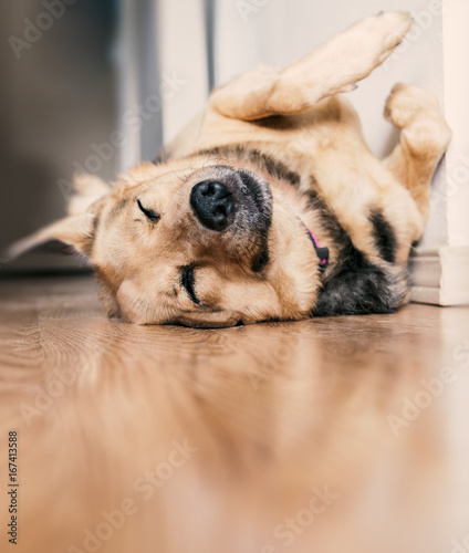 Fotografie Mixed breed dog sleeping on its back on hardwood floors
