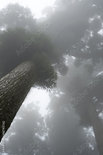 霧にかすむの山の木立