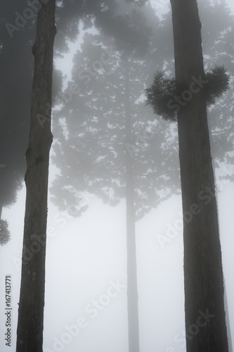 霧にかすむの山の木立