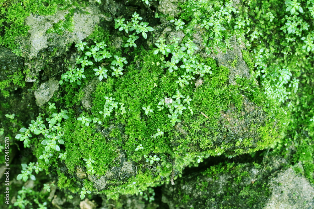Moss on the stone background with copy space