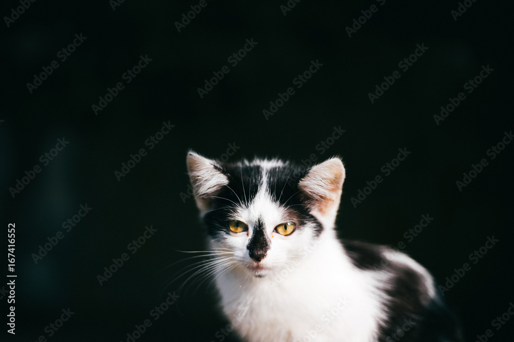 Obraz premium Closeup portrait of homeless unhealthy white cat head isolated on black baground. Kitty looking at camera. Lonely abandoned hungry animal outdoor. Furry Pet eyes, ears, whisker. Mystic and scary.
