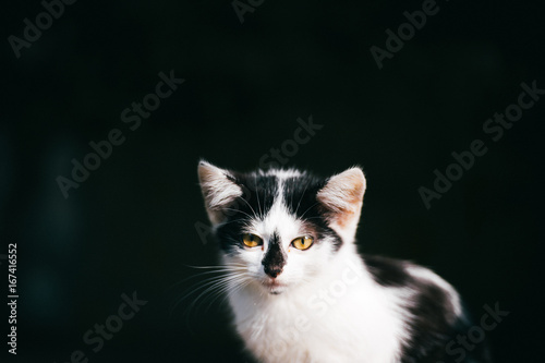 Fototapeta Naklejka Na Ścianę i Meble -  Closeup portrait of homeless unhealthy white cat head isolated on black baground.  Kitty looking at camera. Lonely abandoned hungry animal outdoor. Furry Pet eyes, ears, whisker. Mystic and scary.