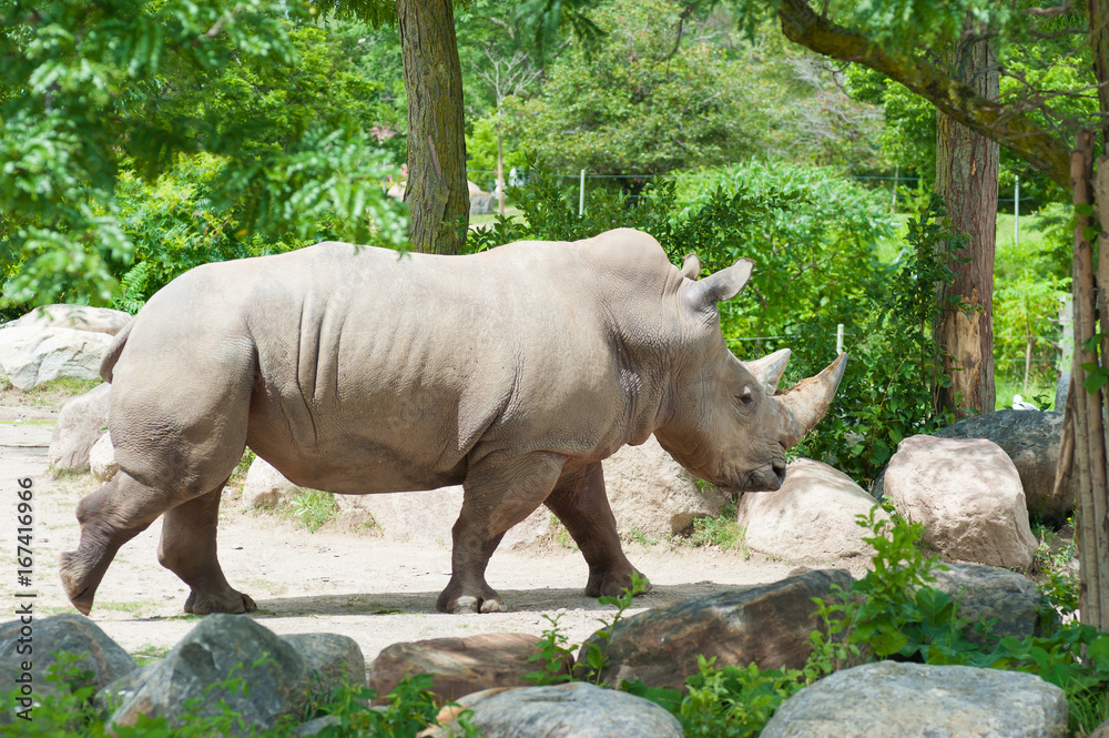 Southern white rhinoceros on natural background Southern white rhinoceros on natural background