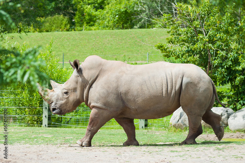 Southern white rhinoceros on natural background