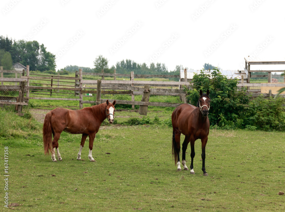 Fototapeta premium Brown horses in the field 