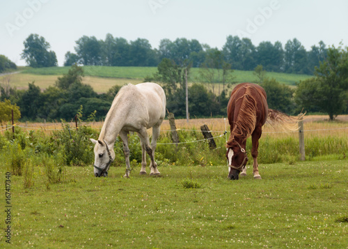 Horses in the field 