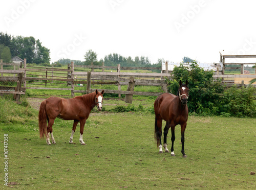 Brown horses in the field 